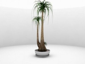 nolina recurvata 3D Model