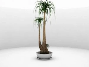 弯叶诺丽娜 3D 模型