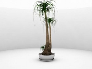 nolina recurvata Model 3D