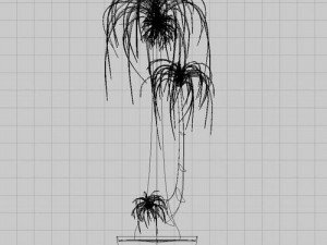nolina recurvata Model 3D
