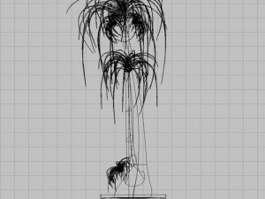 nolina recurvata Model 3D