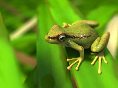 grenouille Modèle 3D .c4d .max .obj .3ds .fbx .stl .blend 