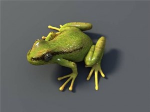frog 3Dモデル