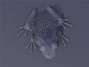 grenouille Modèle 3D