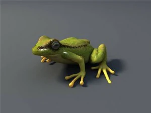 grenouille Modèle 3D