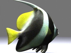 poisson fish 3Dモデル