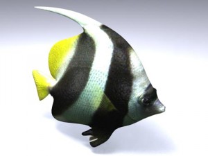 poisson fish 3Dモデル