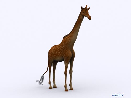 giraffe 3D Модель .c4d .max .obj .3ds .fbx .stl .blend