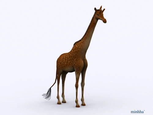giraffa Modello 3D .c4d .max .obj .3ds .fbx .stl .blend 