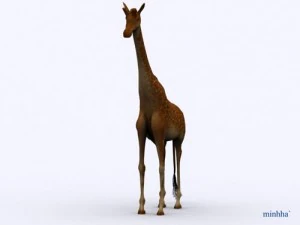 giraffa Modello 3D