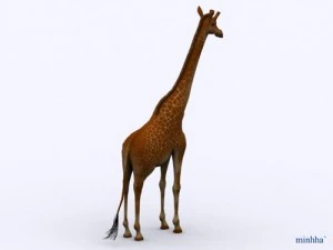 giraffa Modello 3D