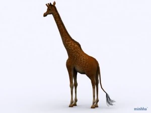 giraffa Modello 3D