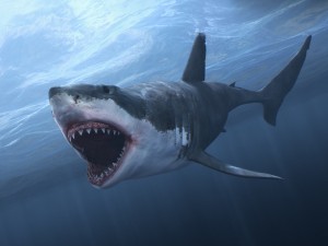 Animated great white shark 3D-Modell