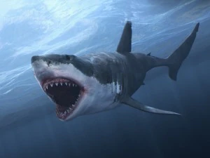 Animated great white shark 3D Model