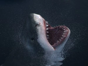 Animated great white shark 3D Model