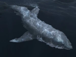 Animated great white shark 3D Model