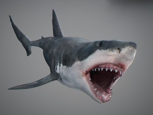 Animated great white shark 3D-Modell