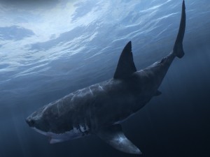 Animated great white shark 3D-Modell
