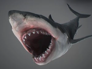 Animated great white shark 3D Model