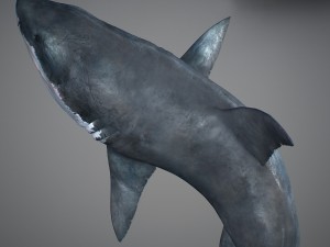 Animated great white shark 3D-Modell
