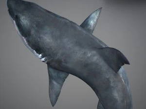 Animated great white shark 3D Model