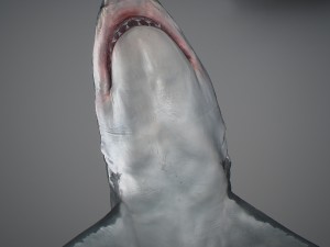 Animated great white shark 3D-Modell
