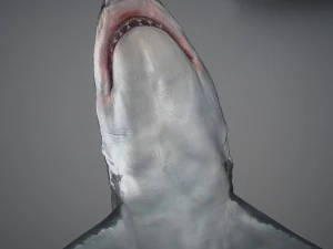 Animated great white shark 3D Model