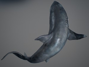 Animated great white shark 3D-Modell