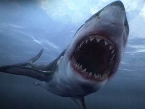 Animated great white shark 3D-Modell