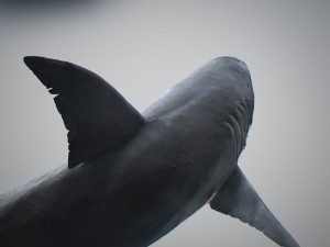 Animated great white shark 3D-Modell