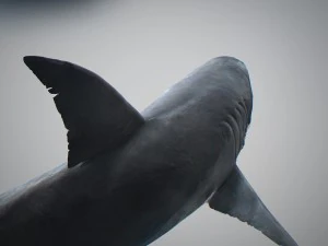 Animated great white shark 3D Model