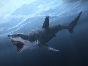 Animated great white shark 3D-Modell