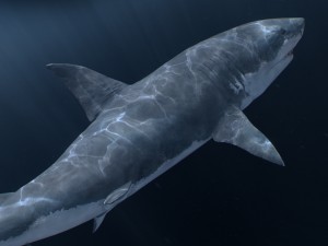 Animated great white shark 3D-Modell