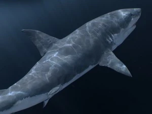 Animated great white shark 3D Model
