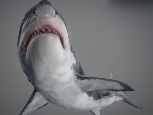 Animated great white shark 3D-Modell