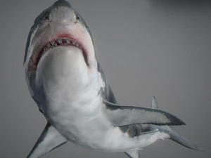 Animated great white shark 3D Model