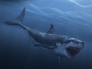 Animated great white shark 3D-Modell