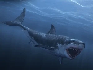 Animated great white shark 3D Model