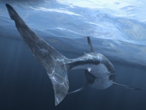 Animated great white shark 3D-Modell
