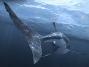 Animated great white shark 3D Model
