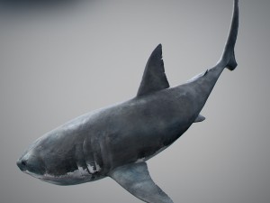 Animated great white shark 3D-Modell