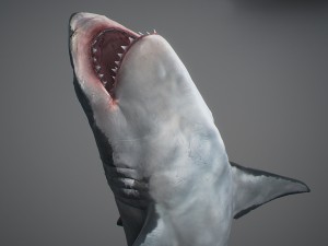 Animated great white shark 3D-Modell