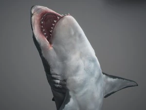 Animated great white shark 3D Model
