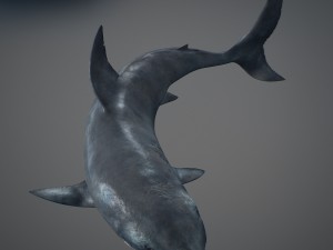 Animated great white shark 3D-Modell