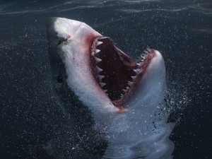 Animated great white shark 3D-Modell