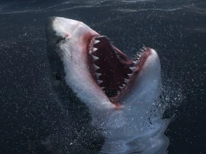 Animated great white shark 3D Model