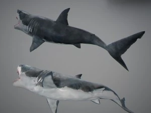 Animated great white shark 3D Model