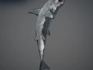 Animated great white shark 3D Model