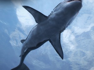 Animated great white shark 3D-Modell