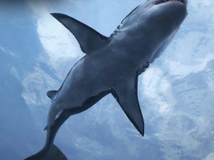 Animated great white shark 3D Model
